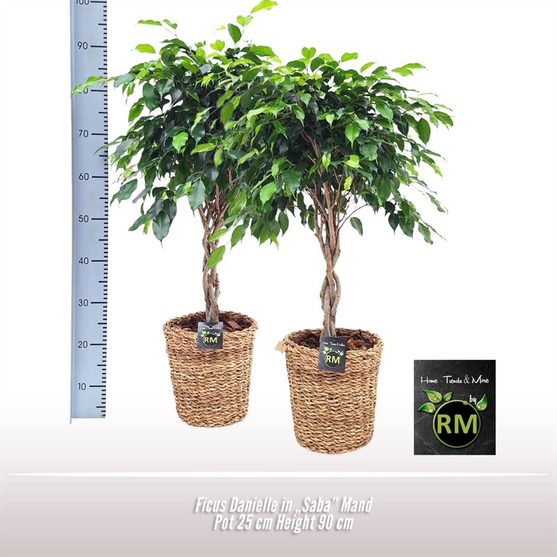 Ficus Danielle Saba mand, D 25 cm Ficus Danielle Saba mand, D 25 cm