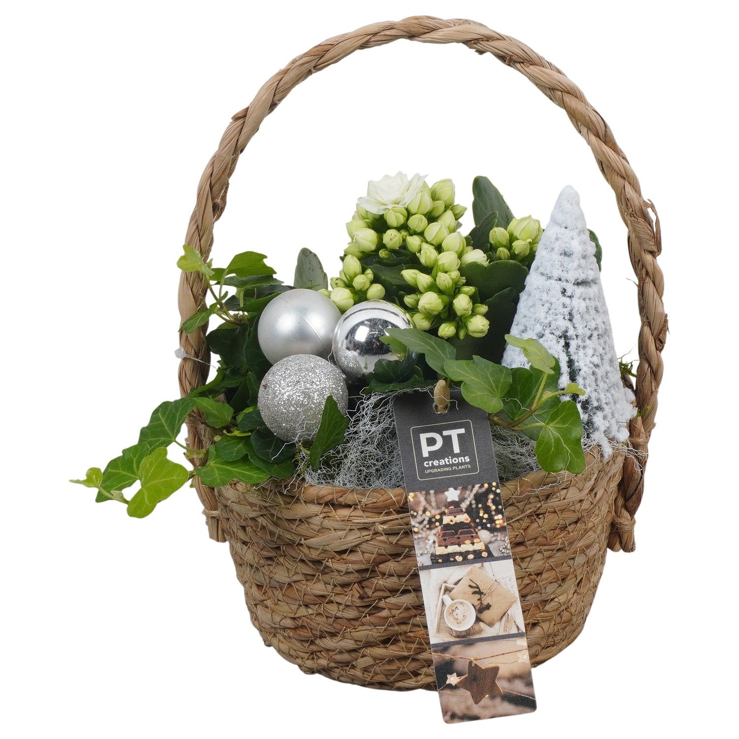 PTCHW4332 Arrangement Christmas White in rieten mand, D 15 cm