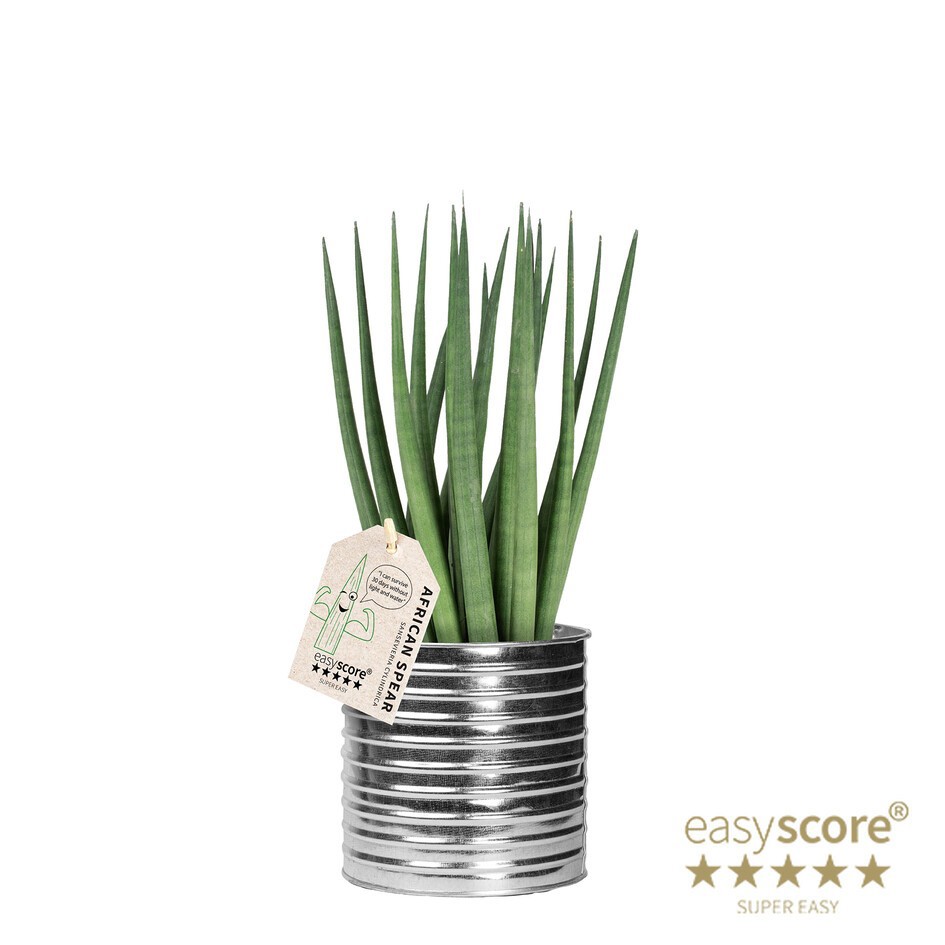 SANSEVIERIA CYLINDRICA 41131695 Zink Can Spaghetti, D 12
