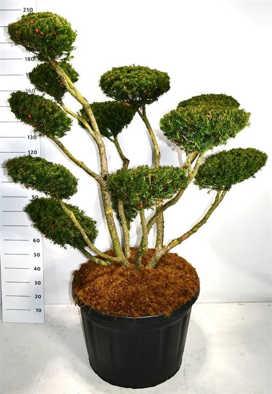 Taxus cuspidata 'Select', D 80