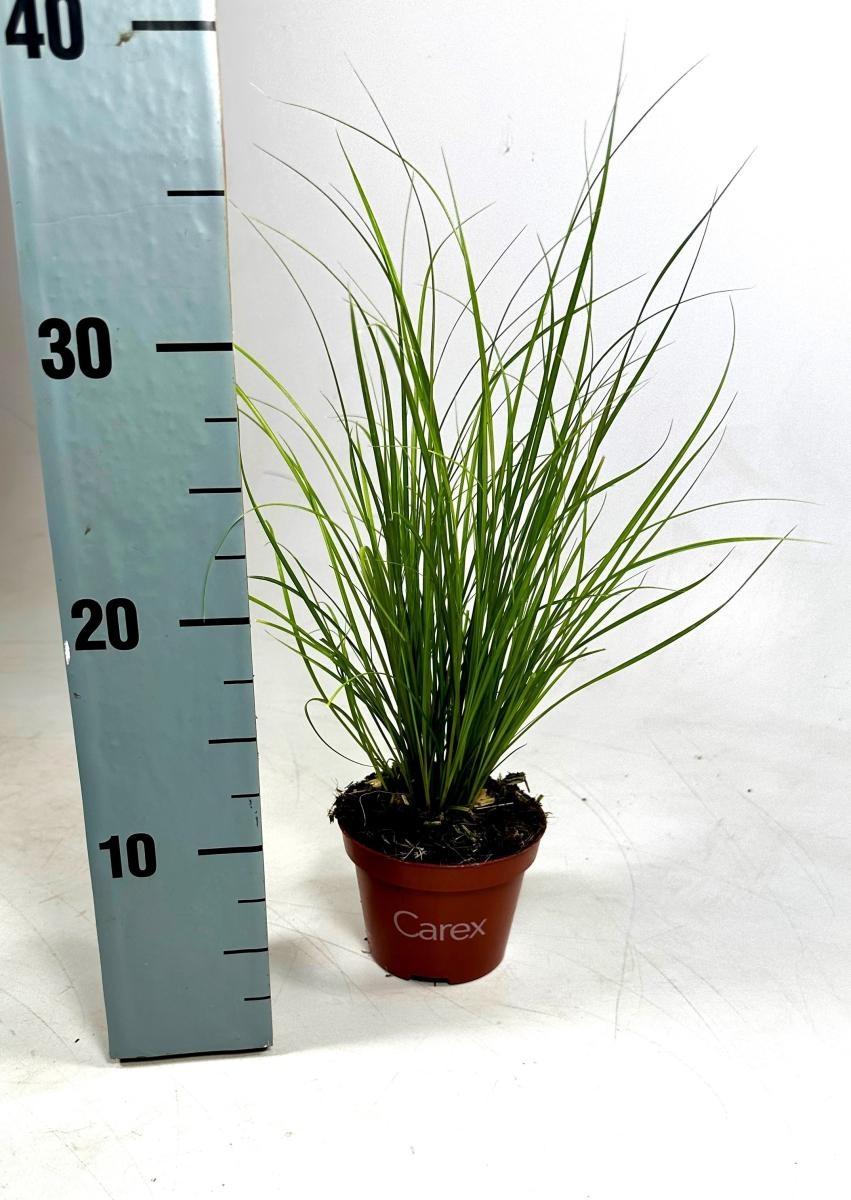 Carex 'Phoenix Green', D 10,5