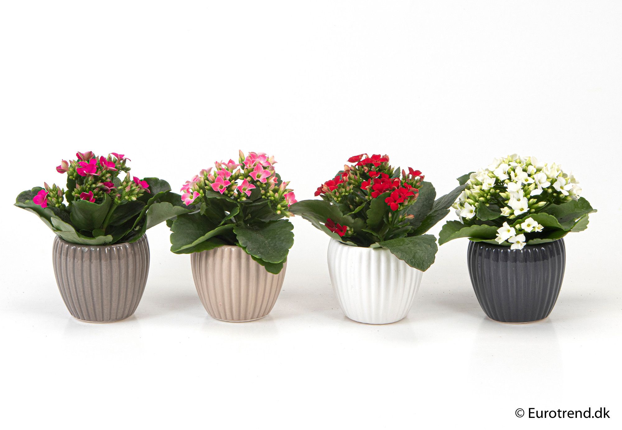 Kalanchoe in ceramic - New Look 2025, D 6