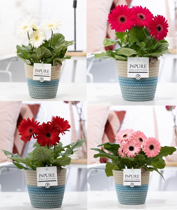 Gerbera belicht 2+ in Pure Valeri stoffen pot, D 12 cm