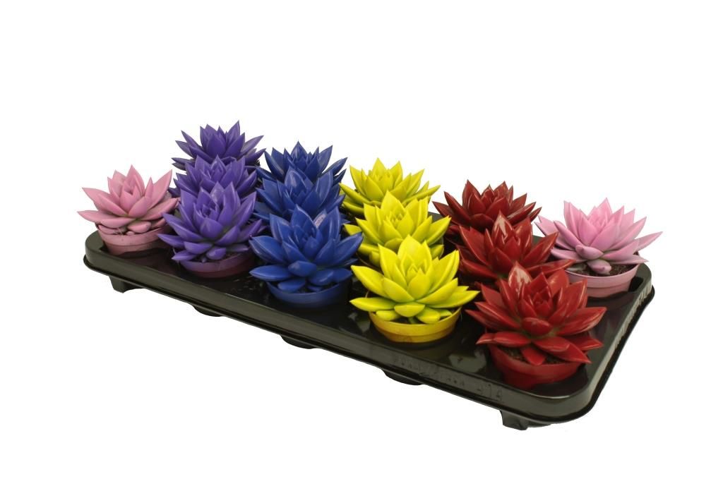 Miranda coloured winter mix, D 8,5