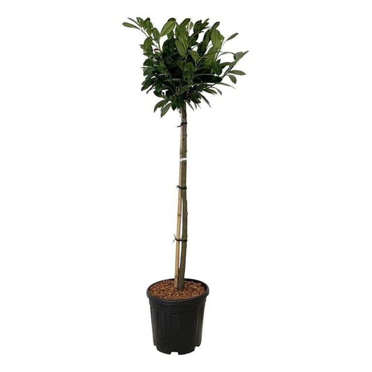 Prunus laur. 'Titan' ®, D 32