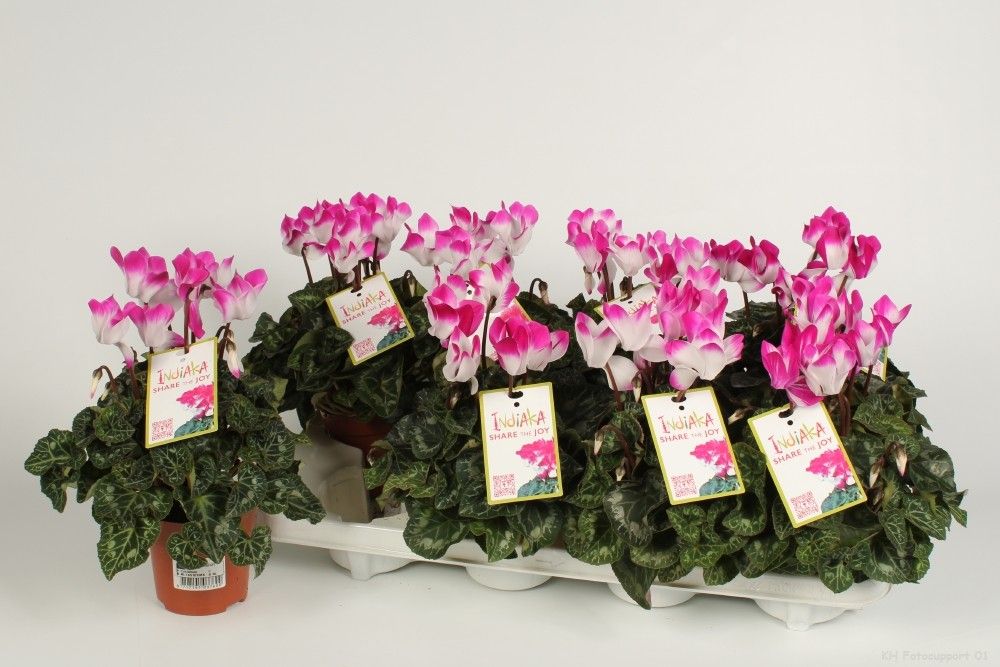 Cyclamen Indiaka Violet, D 10,5