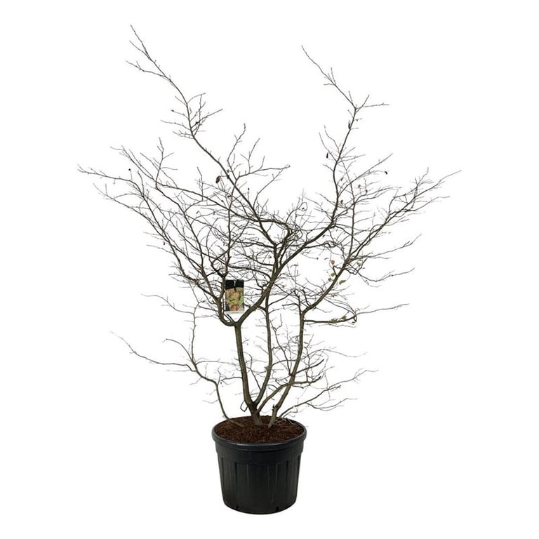 Parrotia persica, D 70