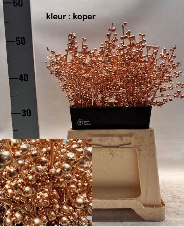 Илекс Овериг Крашеный (краш. ) 50, шт.