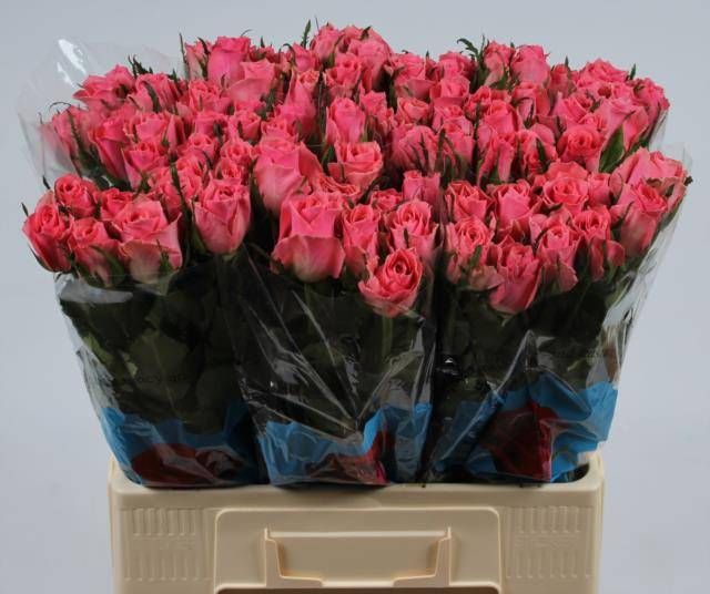 Роза од. Эйс Пинк+ 60, шт. Роза од. Эйс Пинк+ 60, шт.