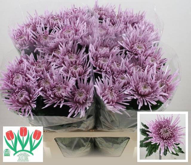 Хризантема од. Сирпиа 70, шт.