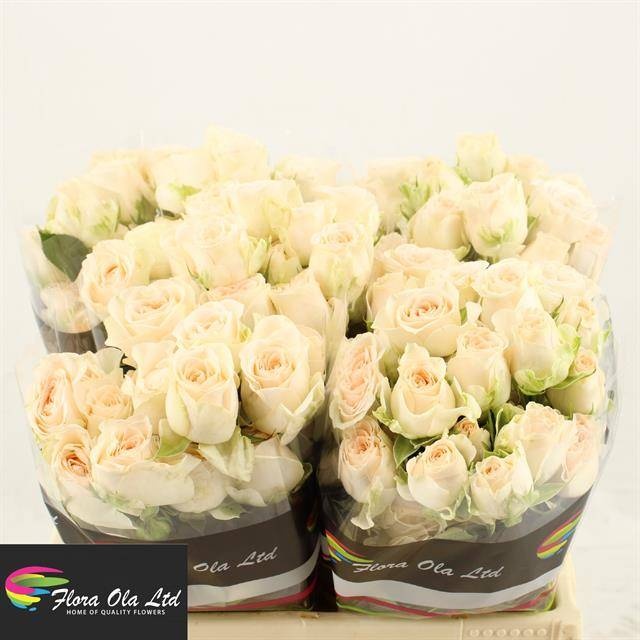 Роза куст. Софи 40, шт.