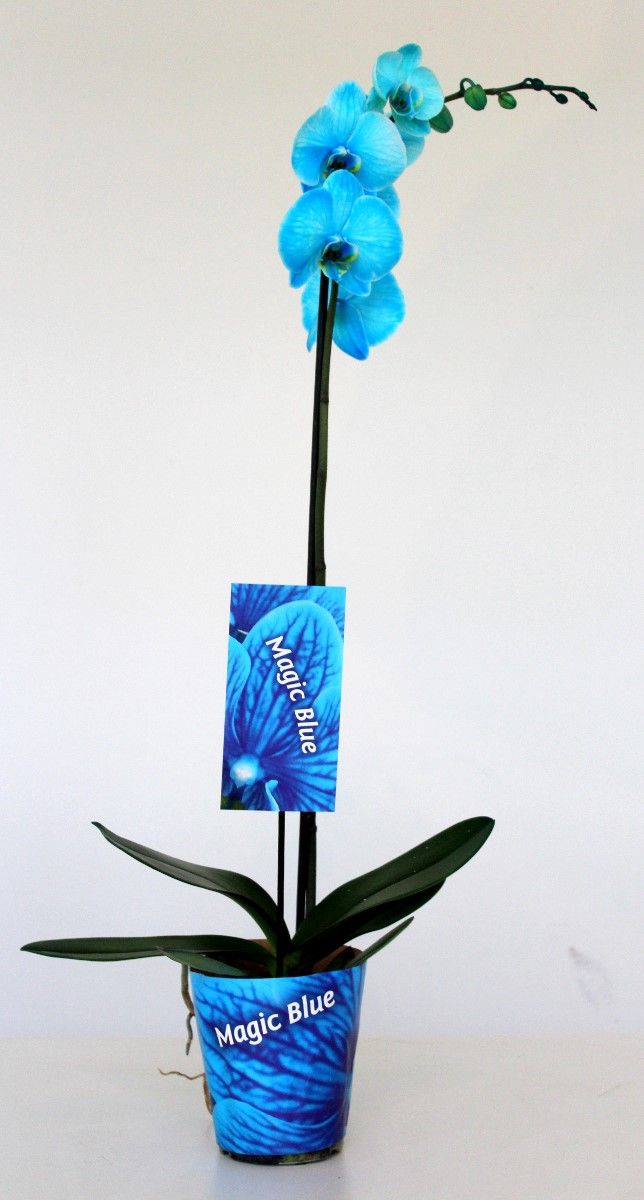 Wonder Light Blue 1 tak, D 12