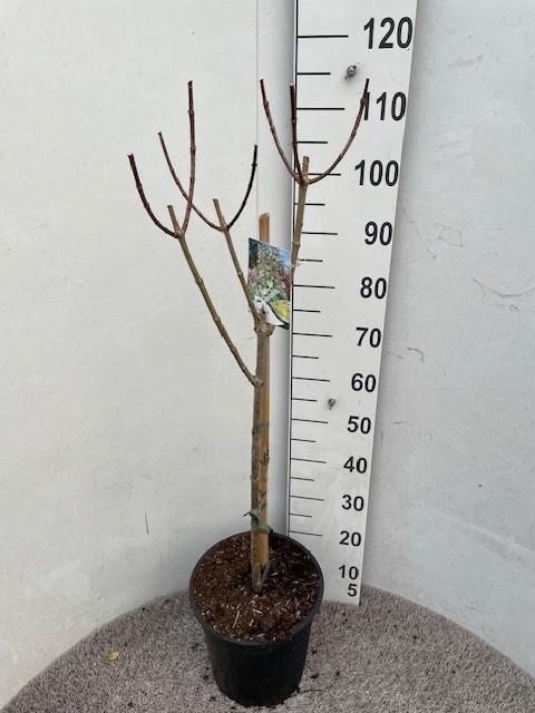 Hydrangea pan. Candlelight 60 stam P28 C10, D 28