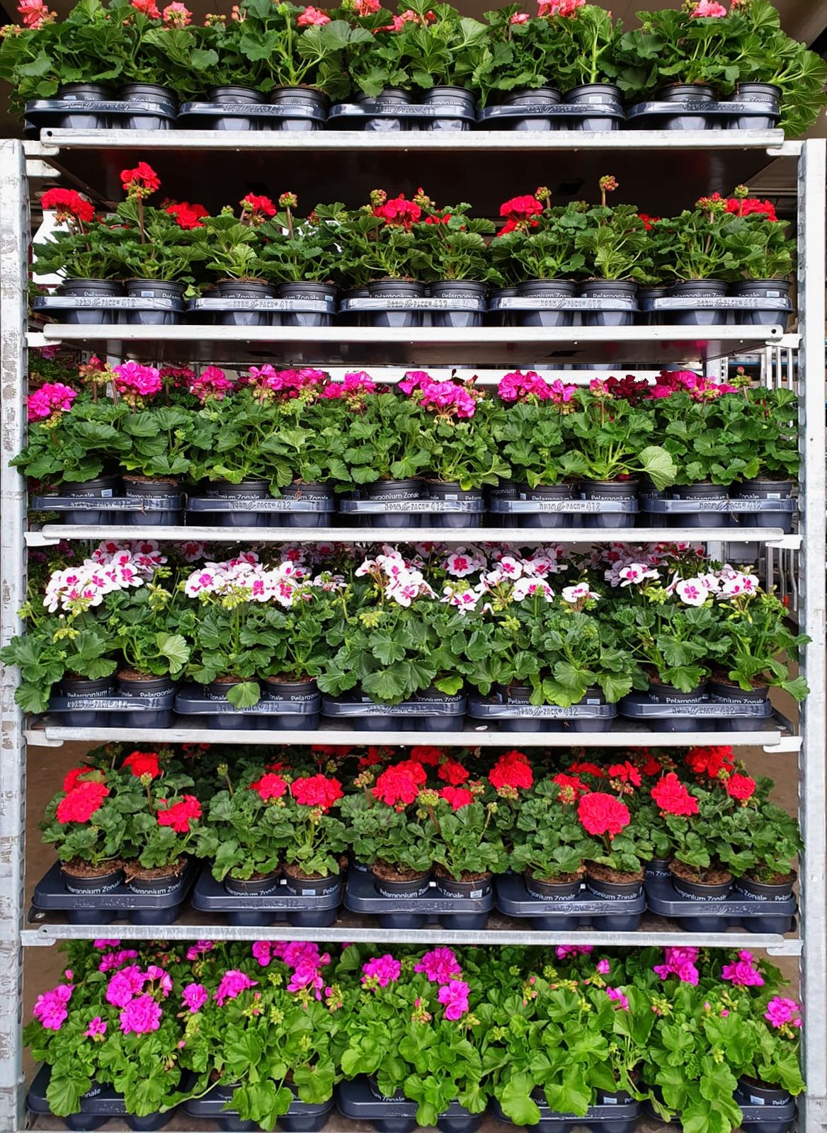 Pelargonium Zonale Mix CC kleur per laag (6 kleuren), D 10,5