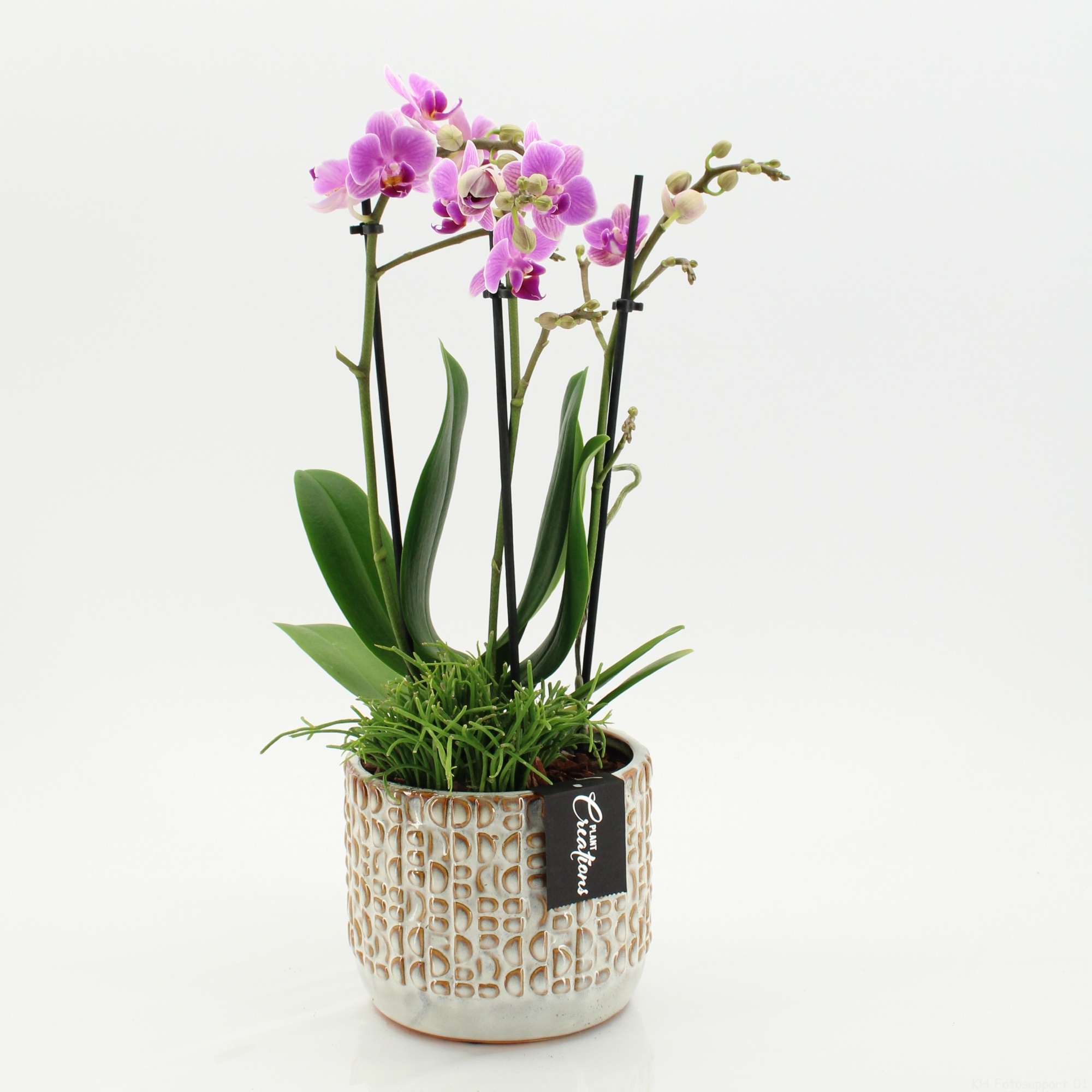 PHAL-2605RZ Phalaenopsis creatie, D 14