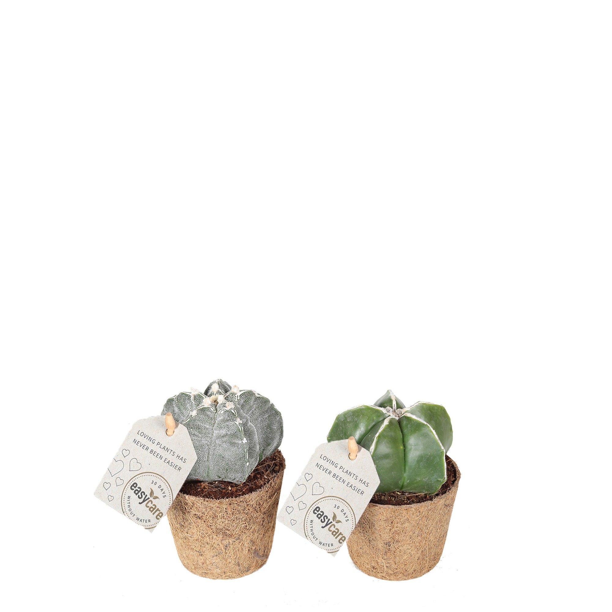 Cactus Astrophytum, - COCOZ, D 6