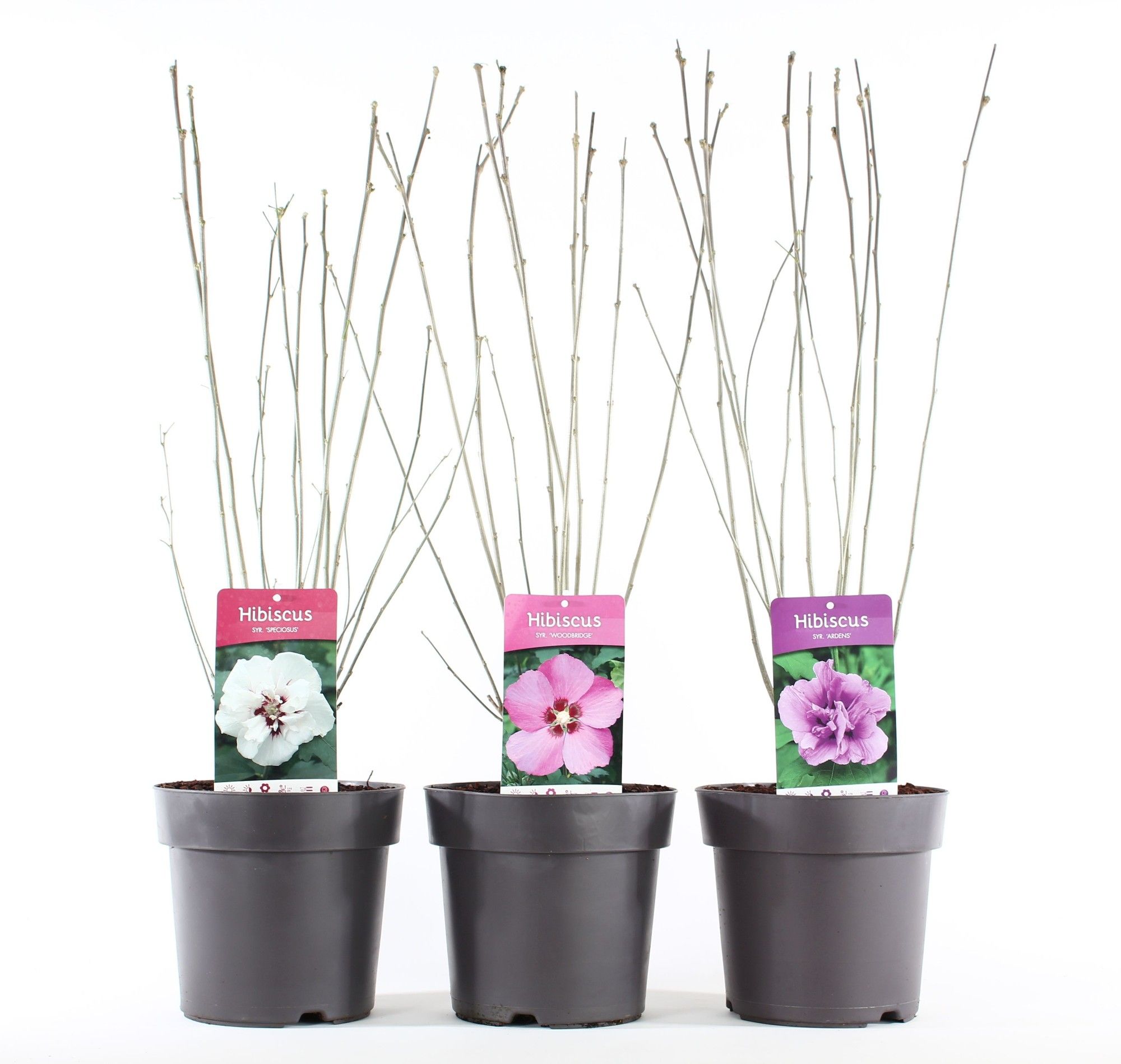 Hibiscus syr. mix P21/C4.6, D 21