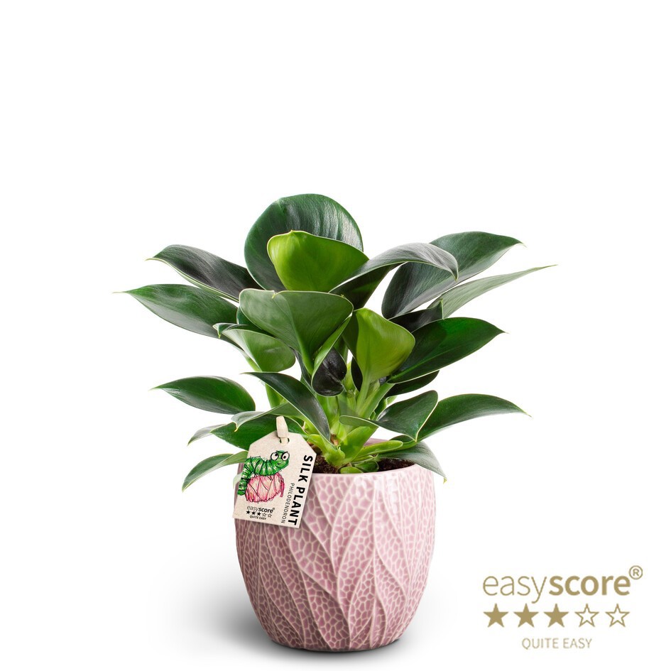 Leaf Rosa, Philodendron ´Green Princess´, D 10