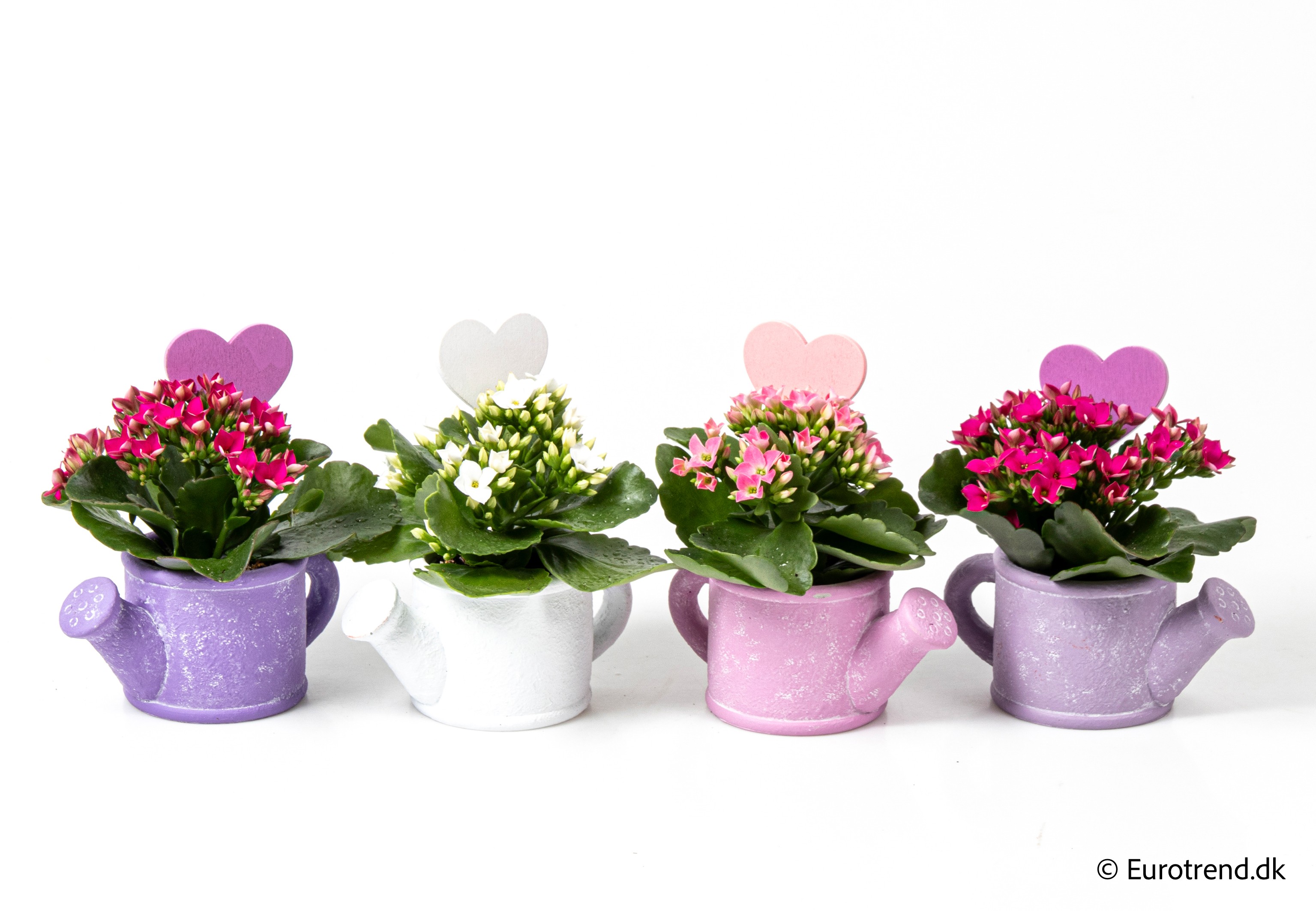 Kalanchoe in Valentine ceramic 2026, D 6