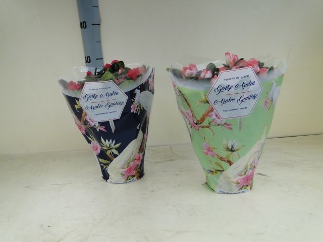 azalea indica hoes 25cm, D 12