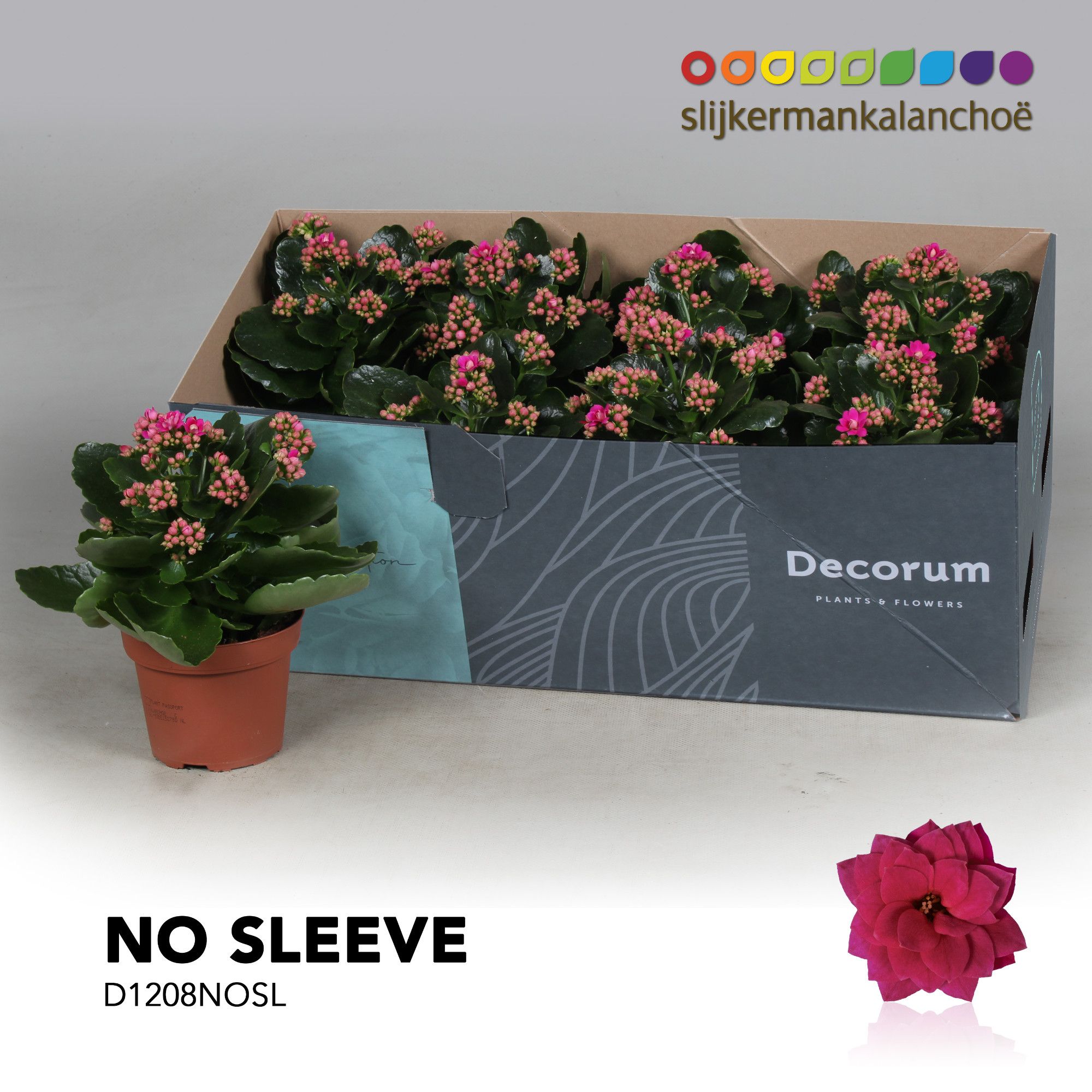 Kalanchoe No Sleeve - Purple, D 12