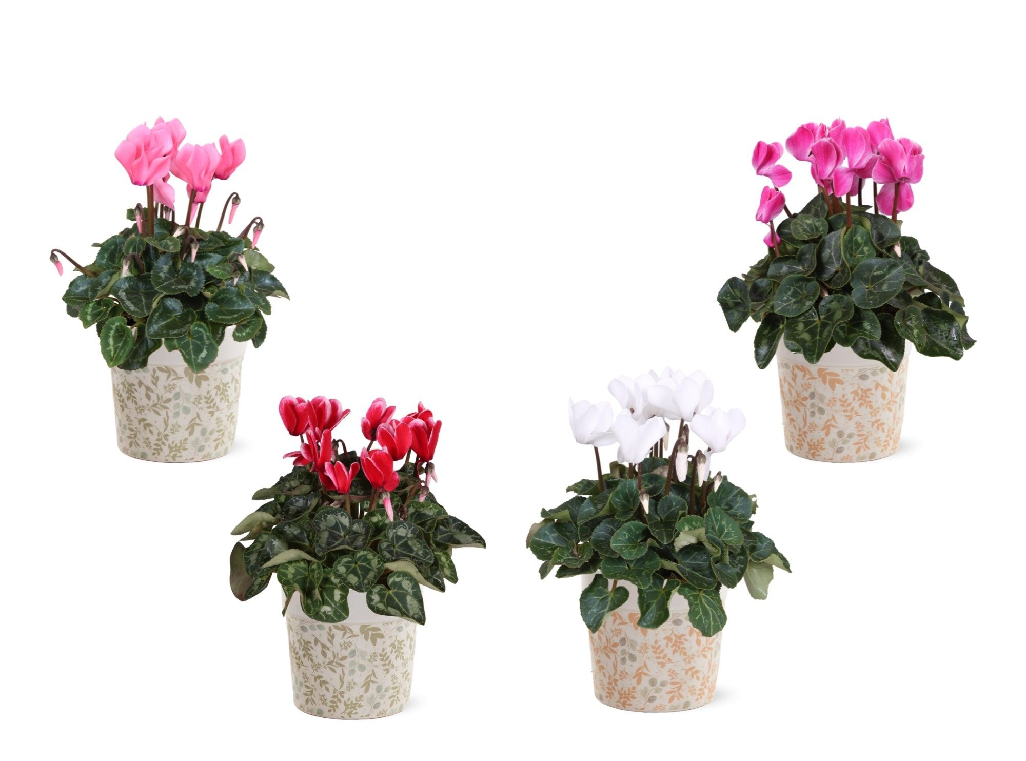 Collectie 'Nature Love' - Cylcamen in keramiek jola, D 12