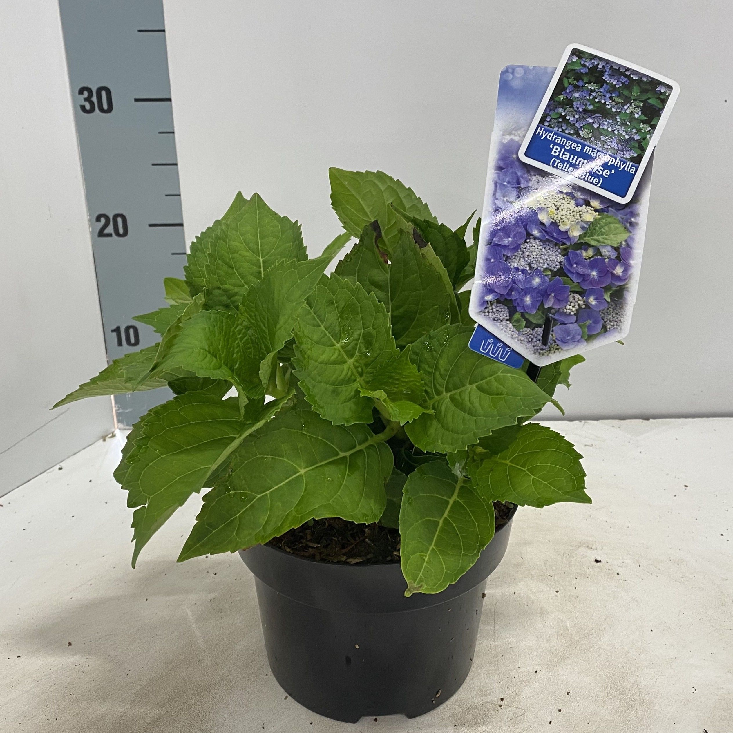 Hydrangea macr. 'Blaumeise' (Teller Blue), D 17 cm