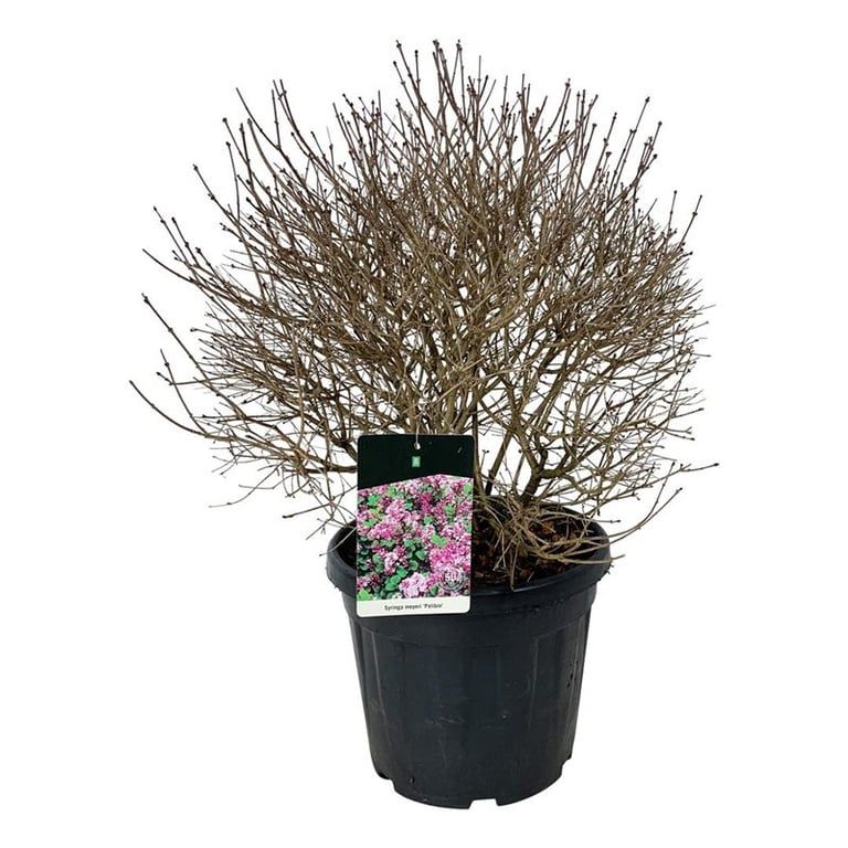 Syringa meyeri 'Palibin', D 40