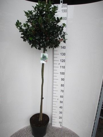 Ilex mes. Heckenfee 90-100 st. P32 kroon 30-40, D 32 cm Ilex mes. Heckenfee 90-100 st. P32 kroon 30-40, D 32 cm