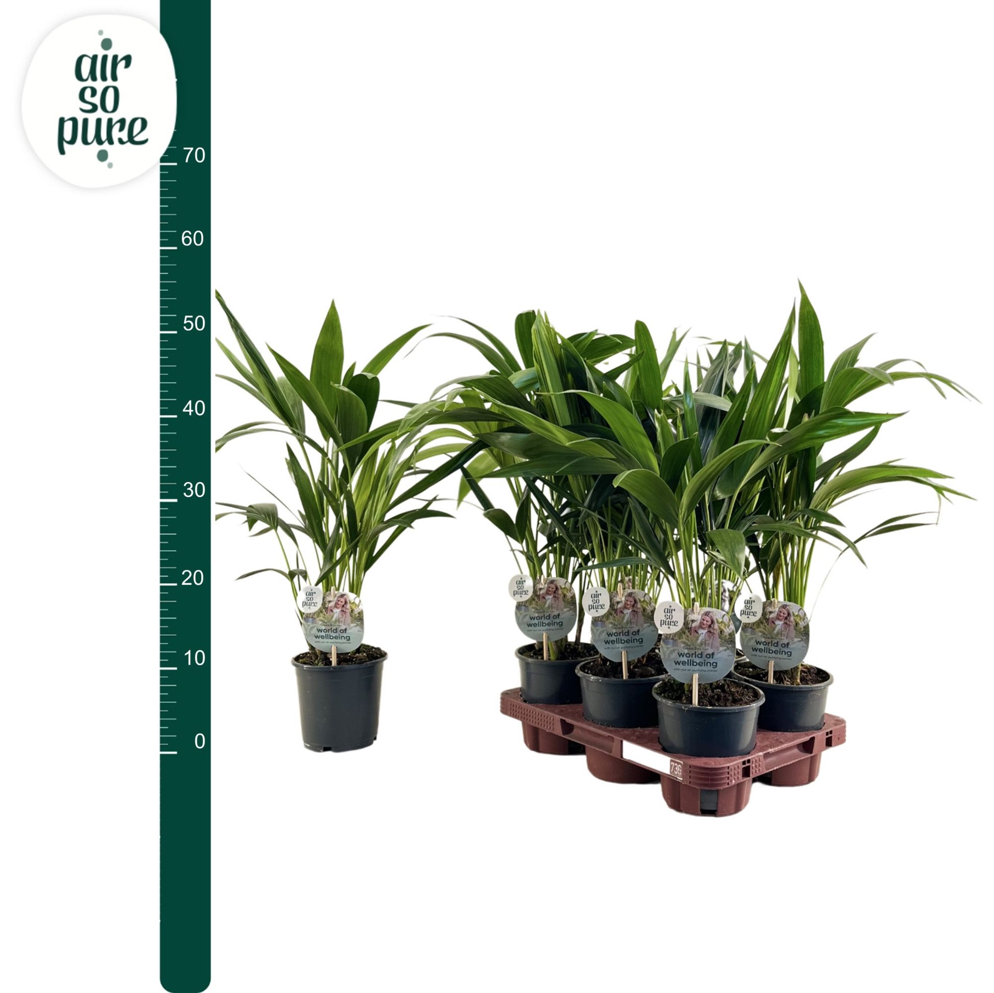 KENTIA - P13 H50 - 6PP - Air So Pure (Howea forsteriana), D 13
