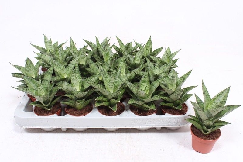 Sansevieria Tough Lady, D 6