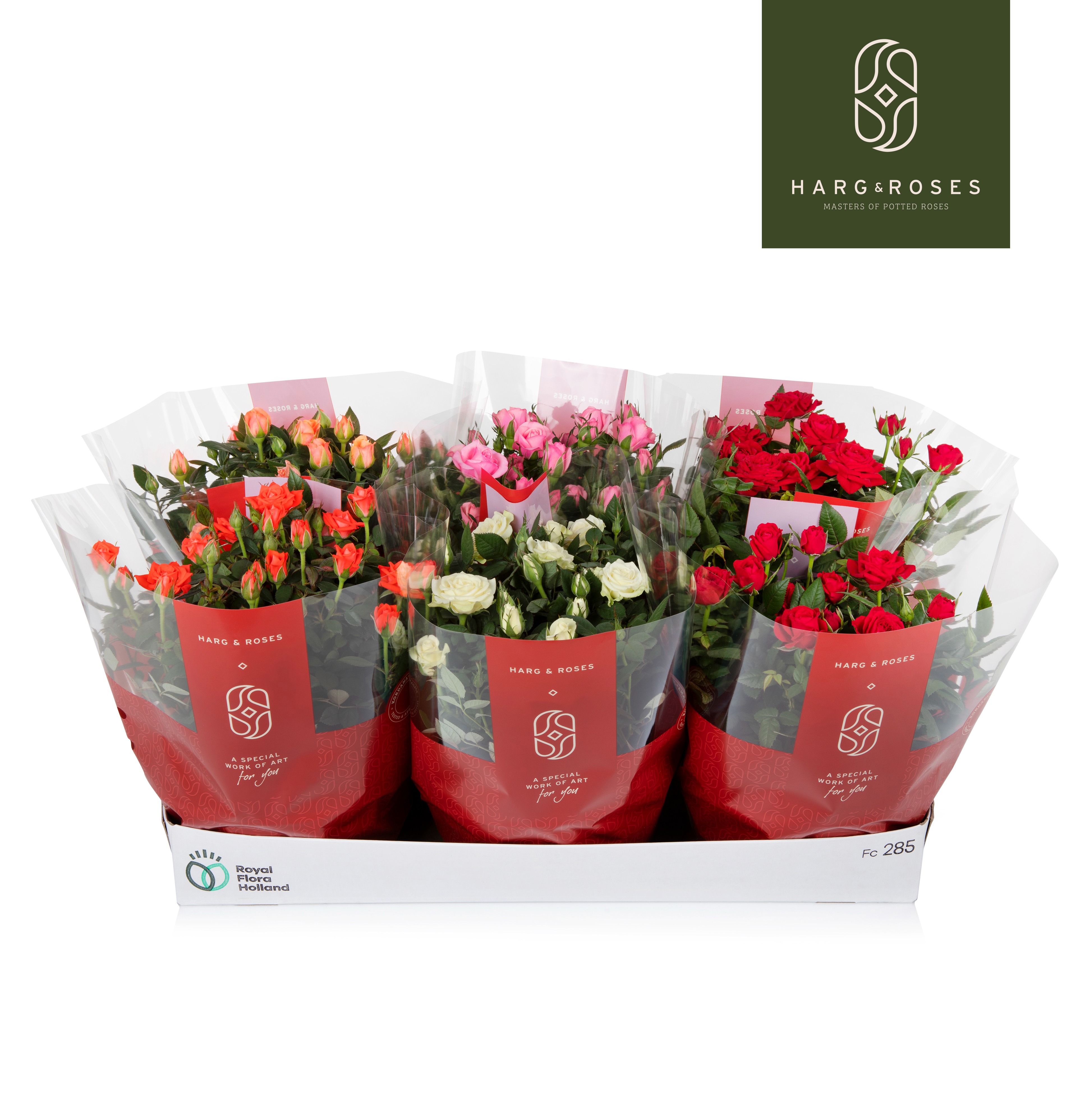 Rosa Kordana Schaal, D 21