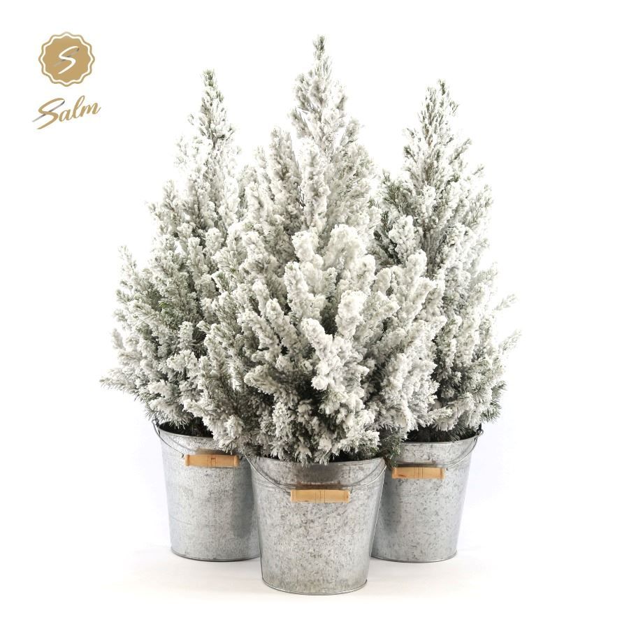 Picea gl. 'December'® P19 in Zinc Old-Look + Snow, D 21 cm