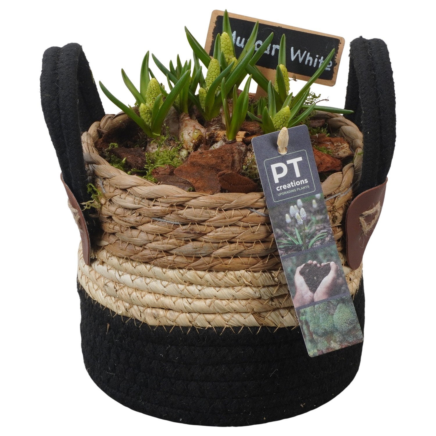 PTWMB8133 Arrangement Muscari White in riet mand, D 13