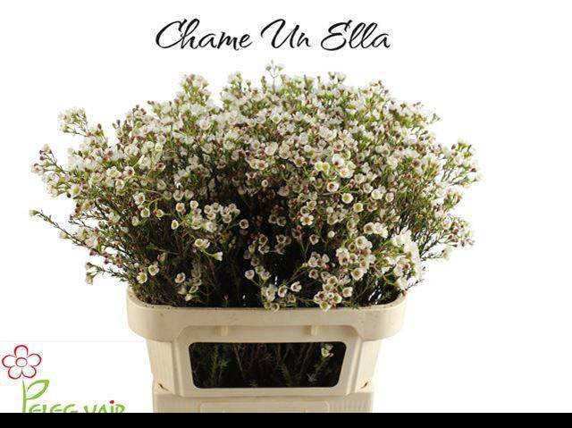 Шамелациум Элла 80, шт.