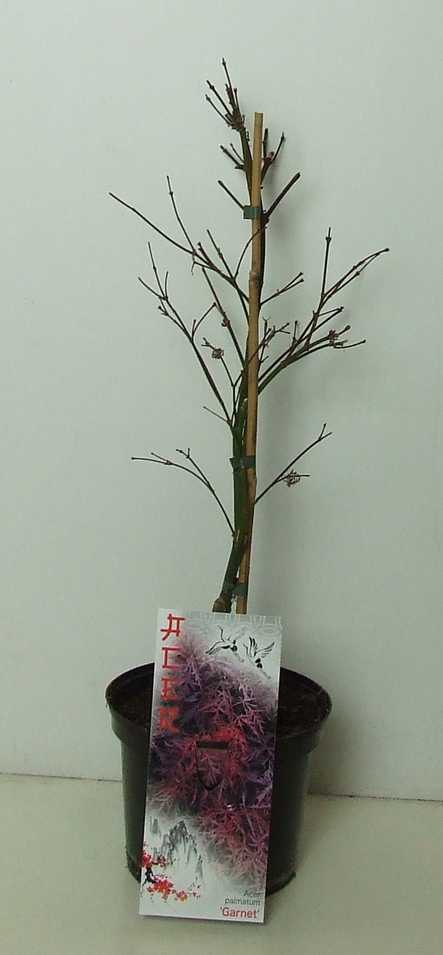 Acer palmatum 'Garnet' P19, D 19