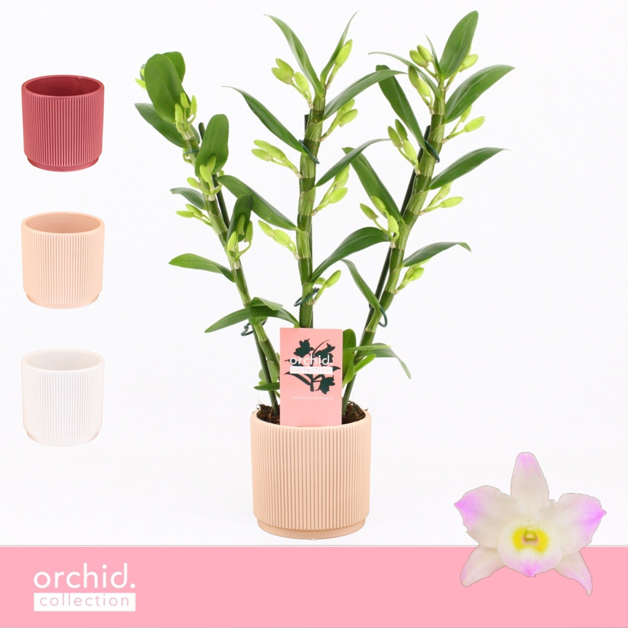 Dendrobium Nobilé, Kumiko 3-spike Compact in Horizon Ribble 'Orchid Collection', D 12