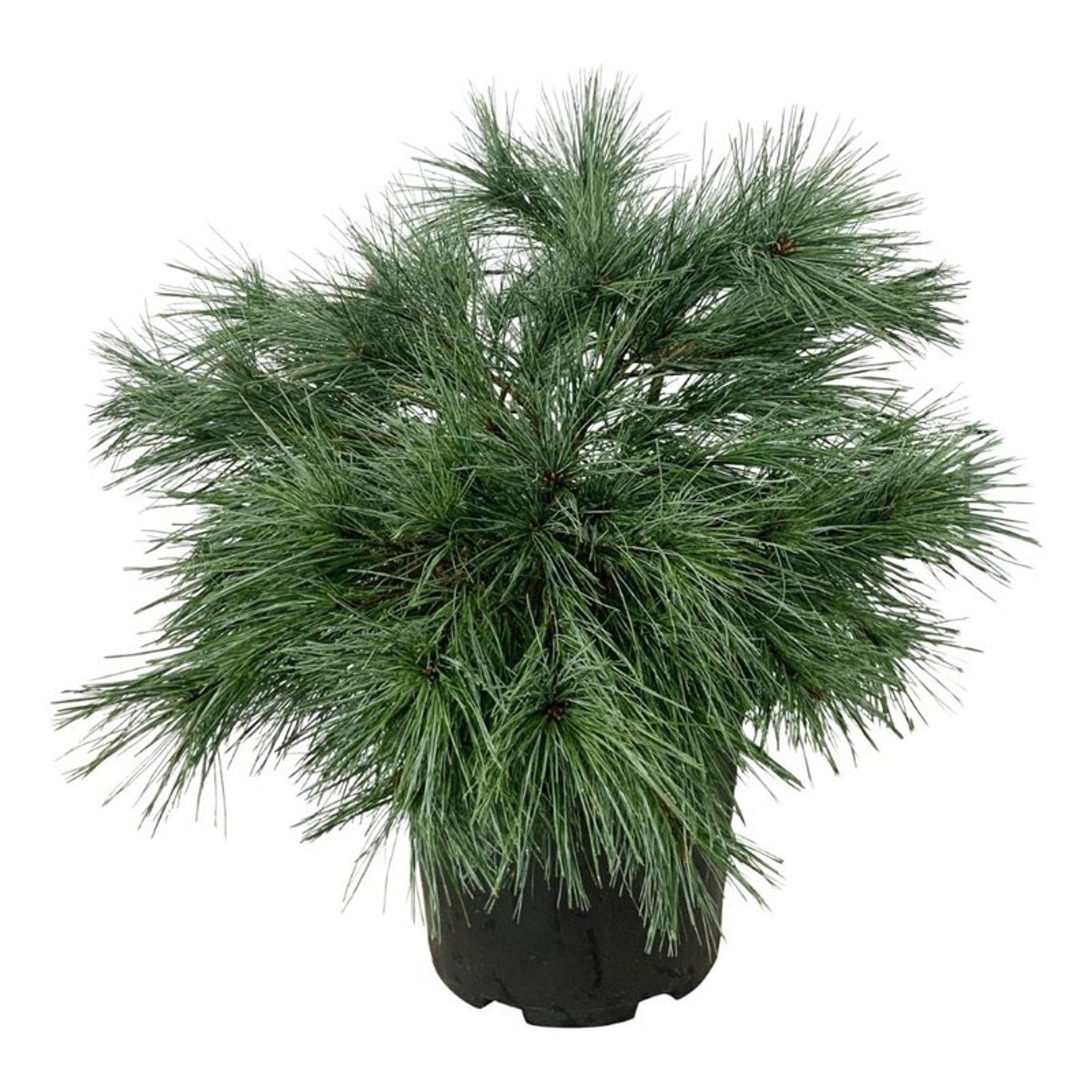 Pinus strobus 'Blue Shag', D 32