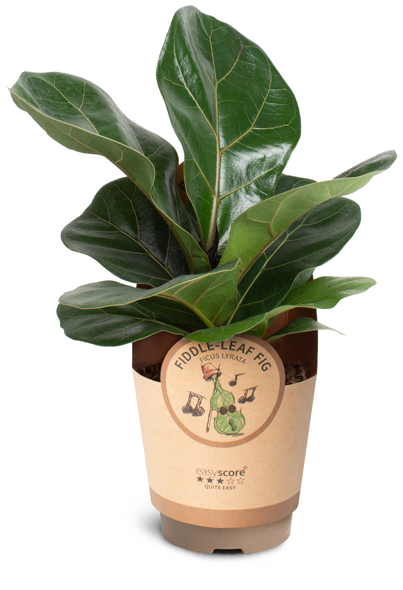 Ficus ´Lyrata´, D 11