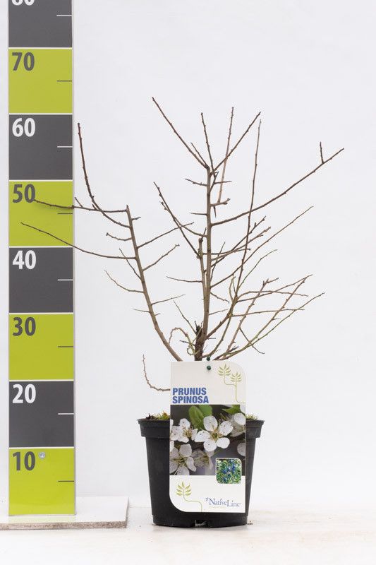 Prunus spinosa C 3, D 19