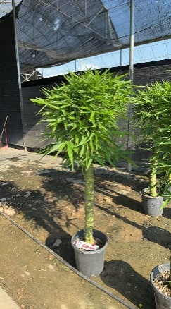 Драцена сандериана Буддха беллй бамбук 40 150