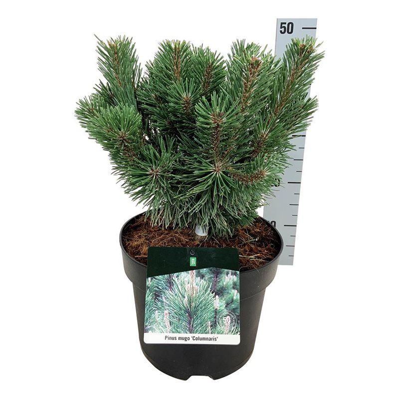 Pinus mugo 'Columnaris', D 26