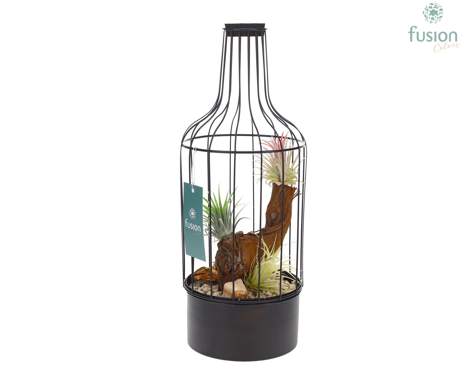 Metaal fles zwart Medium met Tillandsia Air Plants, D 15