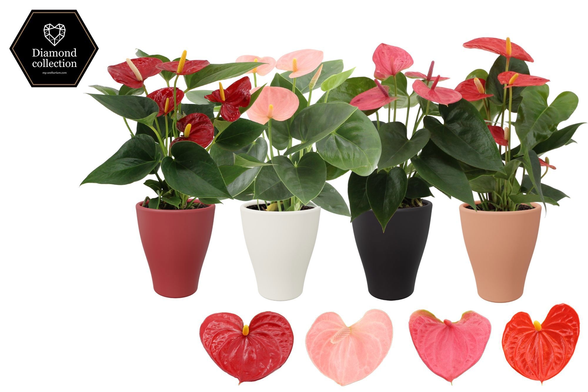 Anthurium 9 cm 4 color mix in Carly winter ceramics, D 9