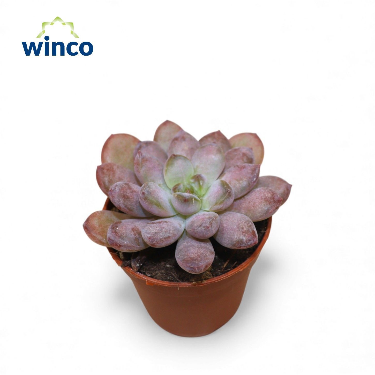 Graptoveria Black Racoon, D 5,5