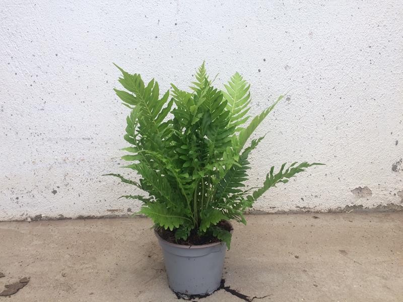 BLECHNUM GIBBUM 'SILVER LADY', D 12