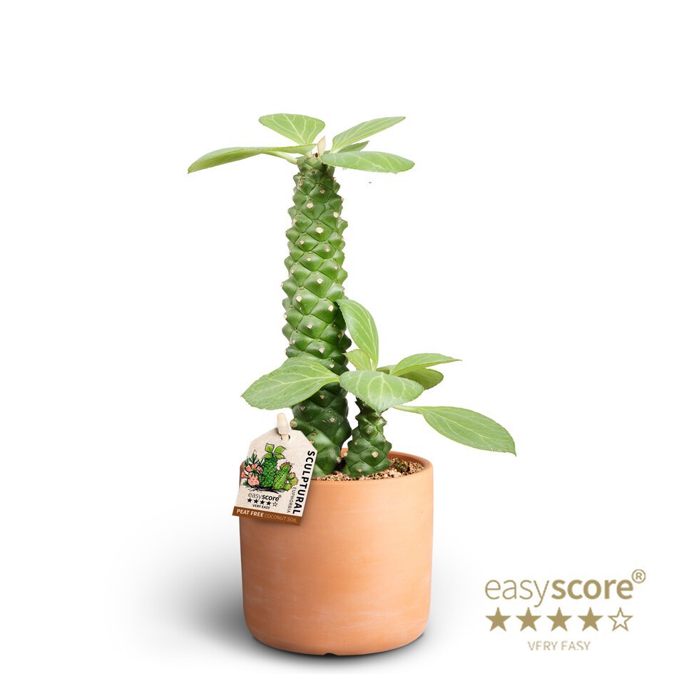 Raw Terracotta, Euphorbia ritchiei ´Sculpture´, D 10