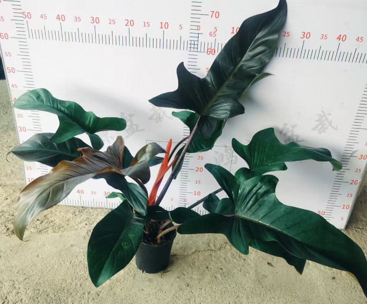 Филодендрон Олд Стамп Ред Вуден Боат 18 80