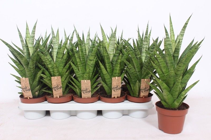 Sansevieria Tough Lady, D 12 cm