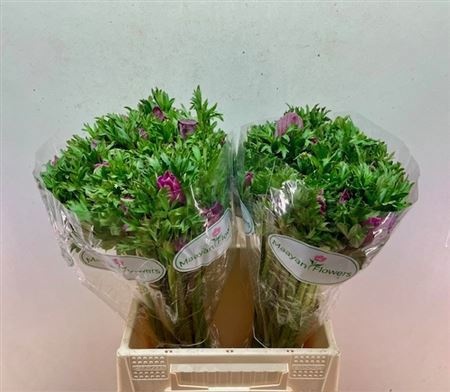 Анемон Галил Перпл 35 (фиолет.), шт.